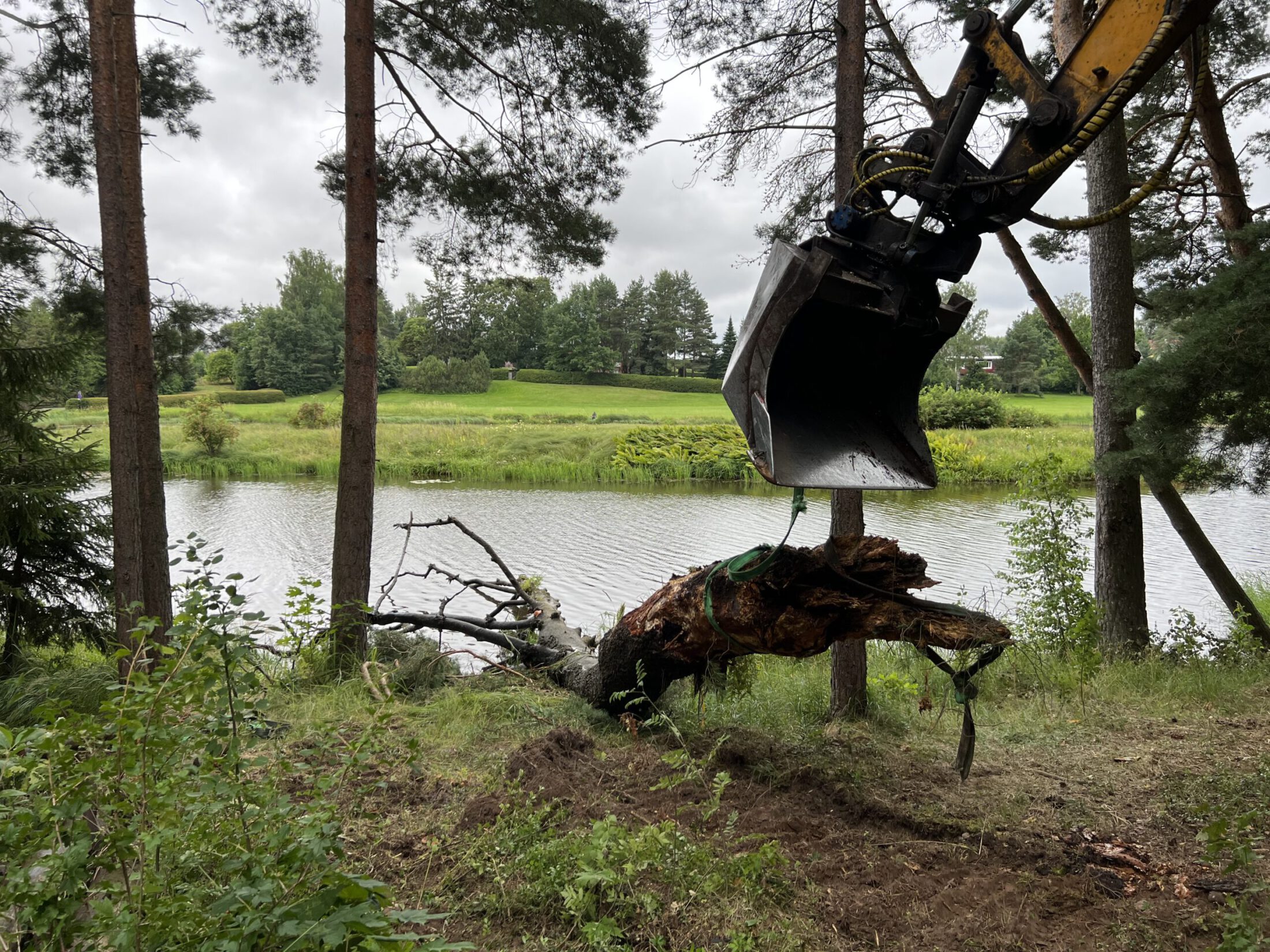 puude lõikus tartu krimux 3